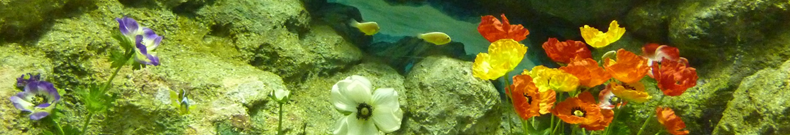 NARUTOについて調べました