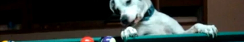 とびだせ どうぶつの森関連・最新情報！！